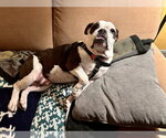 Small #8 Bulldog