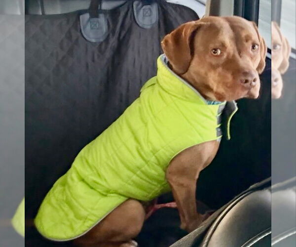 Medium Photo #7 Mutt Puppy For Sale in Canton, CT, USA