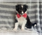 Small Photo #5 Border Collie Puppy For Sale in LAKELAND, FL, USA