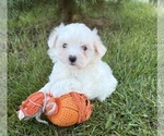 Small Maltese