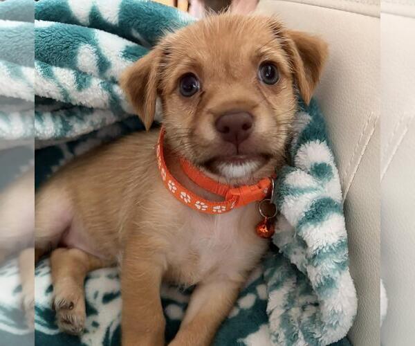 Medium Photo #2 Mutt Puppy For Sale in San Diego, CA, USA