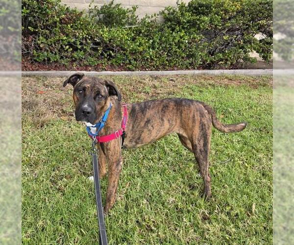 Medium Photo #1 Bullboxer Pit Puppy For Sale in Chula Vista, CA, USA