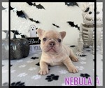 Image preview for Ad Listing. Nickname: Nebula