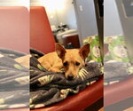 Small #5 Chihuahua Mix