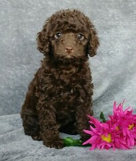 Cock-A-Poo Puppy for sale in FREDERICKSBG, OH, USA