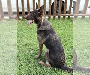 Father of the German Shepherd Dog-Wolf Hybrid Mix puppies born on 03/23/2025