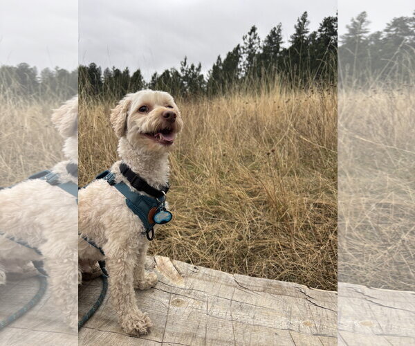 Medium Photo #3 Poodle (Miniature)-Unknown Mix Puppy For Sale in Fort Collins, CO, USA