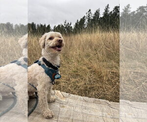 Jax - Male Poodle (Miniature)-Unknown Mix Dog for Adoption - Photo #3