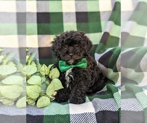 Lhasa-Poo Puppy for sale in LINCOLN UNIVERSITY, PA, USA