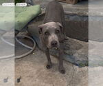 Small #4 American Pit Bull Terrier-Weimaraner Mix