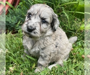 Goldendoodle-Poodle (Miniature) Mix Puppy for sale in ROWLEY, MA, USA