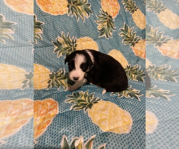 Medium Photo #11 Border Collie Puppy For Sale in AIKEN, SC, USA