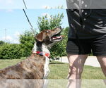 Small #10 Mountain Cur Mix