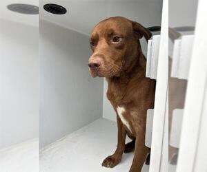 Labrador Retriever-Unknown Mix Dogs for adoption in Houston, TX, USA