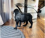 Small Photo #8 Labrador Retriever Puppy For Sale in COLORADO SPRINGS, CO, USA