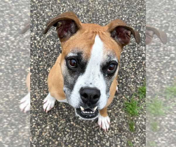 Medium Photo #4 Boxer Puppy For Sale in Burnsville, MN, USA