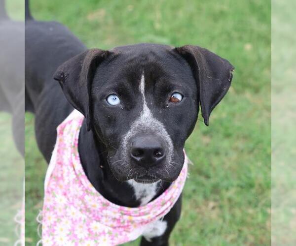 Medium Photo #1 Boxer-Unknown Mix Puppy For Sale in San Antonio, TX, USA