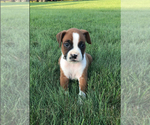 Small Photo #4 Boxer Puppy For Sale in APPLE CREEK, OH, USA