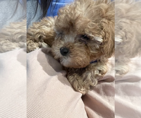 Medium Photo #16 Poodle (Toy)-ShihPoo Mix Puppy For Sale in FARMINGTON, MI, USA