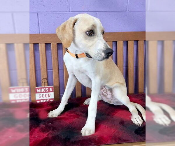 Medium Photo #1 Labbe Puppy For Sale in Genesee, WI, USA