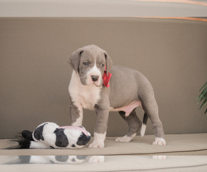Great Dane Puppy for sale in SYRACUSE, IN, USA