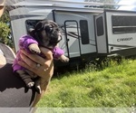 Small #6 French Bulldog