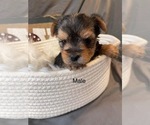 Small Photo #21 Yorkshire Terrier Puppy For Sale in HAMPTON, VA, USA