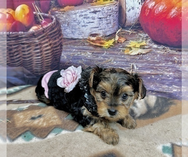 Medium Photo #10 Morkie Puppy For Sale in CASSVILLE, MO, USA