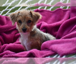 YorkiePoo Puppy for sale in ELDORADO, OH, USA