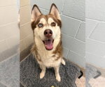 Small Siberian Husky