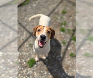 Mutt Dogs for adoption in Crandall, GA, USA