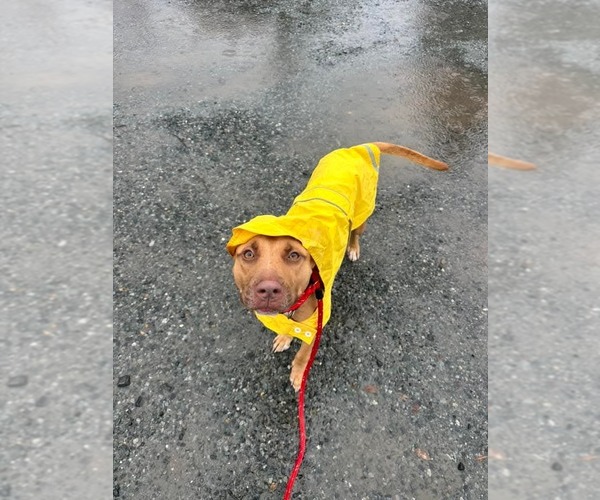 Medium Photo #7 Carolina Dog-Pharaoh Hound Mix Puppy For Sale in Rockaway, NJ, USA