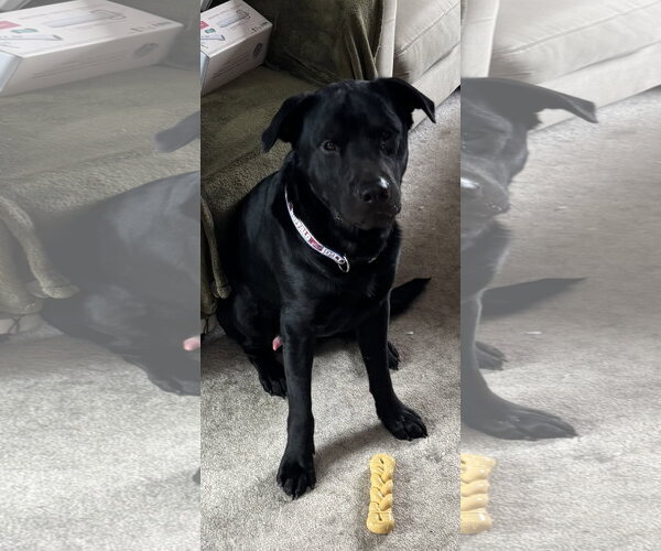 Medium Photo #4 Labrador Retriever-Unknown Mix Puppy For Sale in Lockport, NY, USA