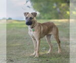 Small #7 Black Mouth Cur-German Shepherd Dog Mix