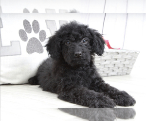 Poodle (Miniature) Puppy for sale in MARIETTA, GA, USA