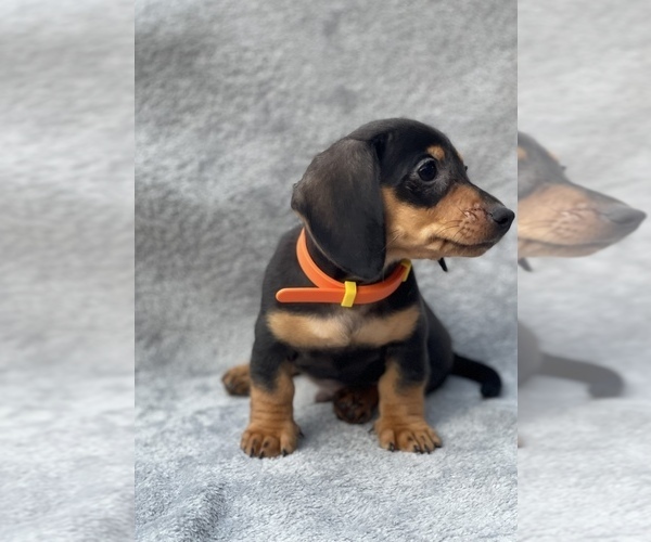 Medium Photo #1 Dachshund Puppy For Sale in LOBELVILLE, TN, USA