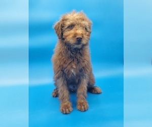 Labradoodle-Poodle (Miniature) Mix Puppy for sale in GOSHEN, IN, USA
