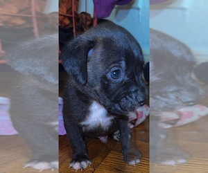American Staffordshire Terrier Litter for sale in BROOKLYN, NY, USA