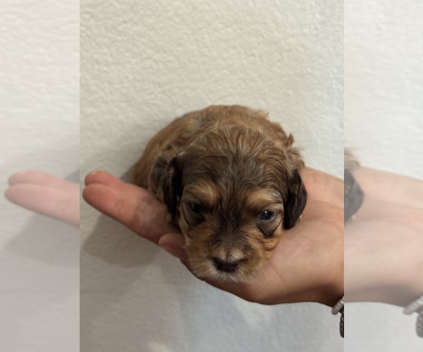 Medium Photo #15 Bernedoodle (Miniature) Puppy For Sale in LONGMONT, CO, USA