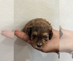 Small #14 Bernedoodle (Miniature)
