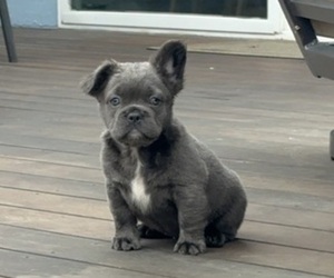 French Bulldog Puppy for Sale in PALO ALTO, California USA