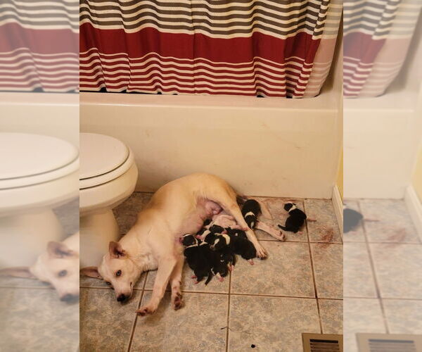 Medium Photo #3 Border Collie-Siberian Husky Mix Puppy For Sale in Aurora, IN, USA