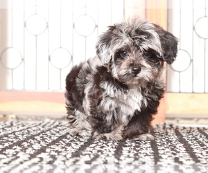 YorkiePoo Puppy for Sale in NAPLES, Florida USA