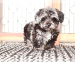 Image preview for Ad Listing. Nickname: Darla