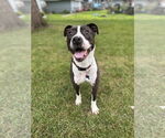Small #4 American Staffordshire Terrier Mix