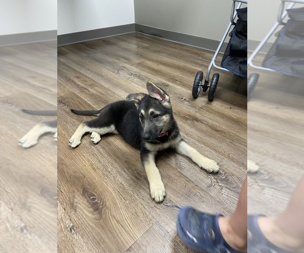 Medium Photo #4 German Shepherd Dog Puppy For Sale in ALACHUA, FL, USA