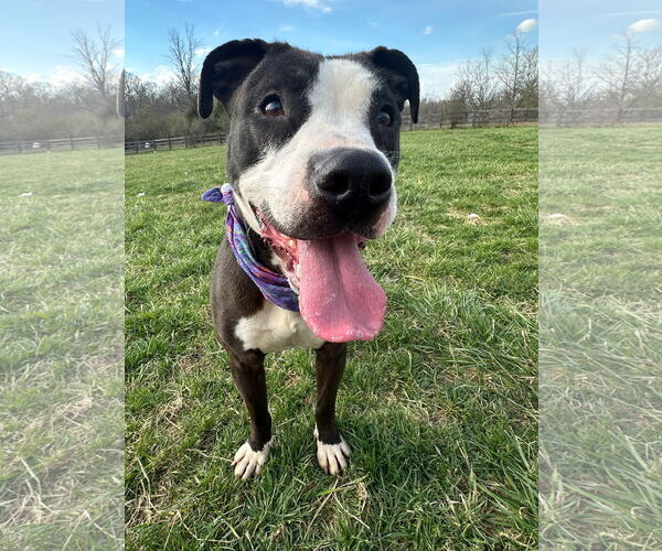 Medium Photo #4 American Pit Bull Terrier-Unknown Mix Puppy For Sale in Germantown, OH, USA