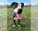 Small #3 American Pit Bull Terrier Mix