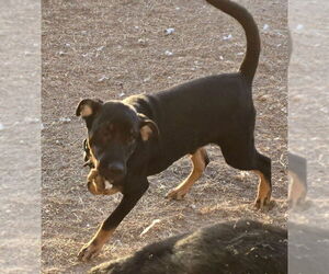 Lucas - Male Labrottie Dog for Adoption - Photo #3