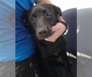 Labrador Retriever-Unknown Mix Dogs for adoption in Fayetteville, NC, USA